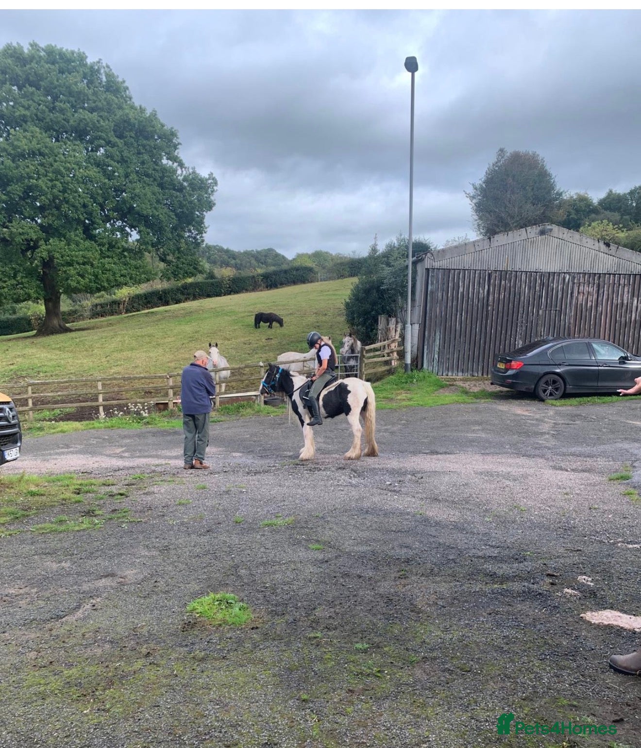 Irish Cob horses Baby girl  - Advert 3