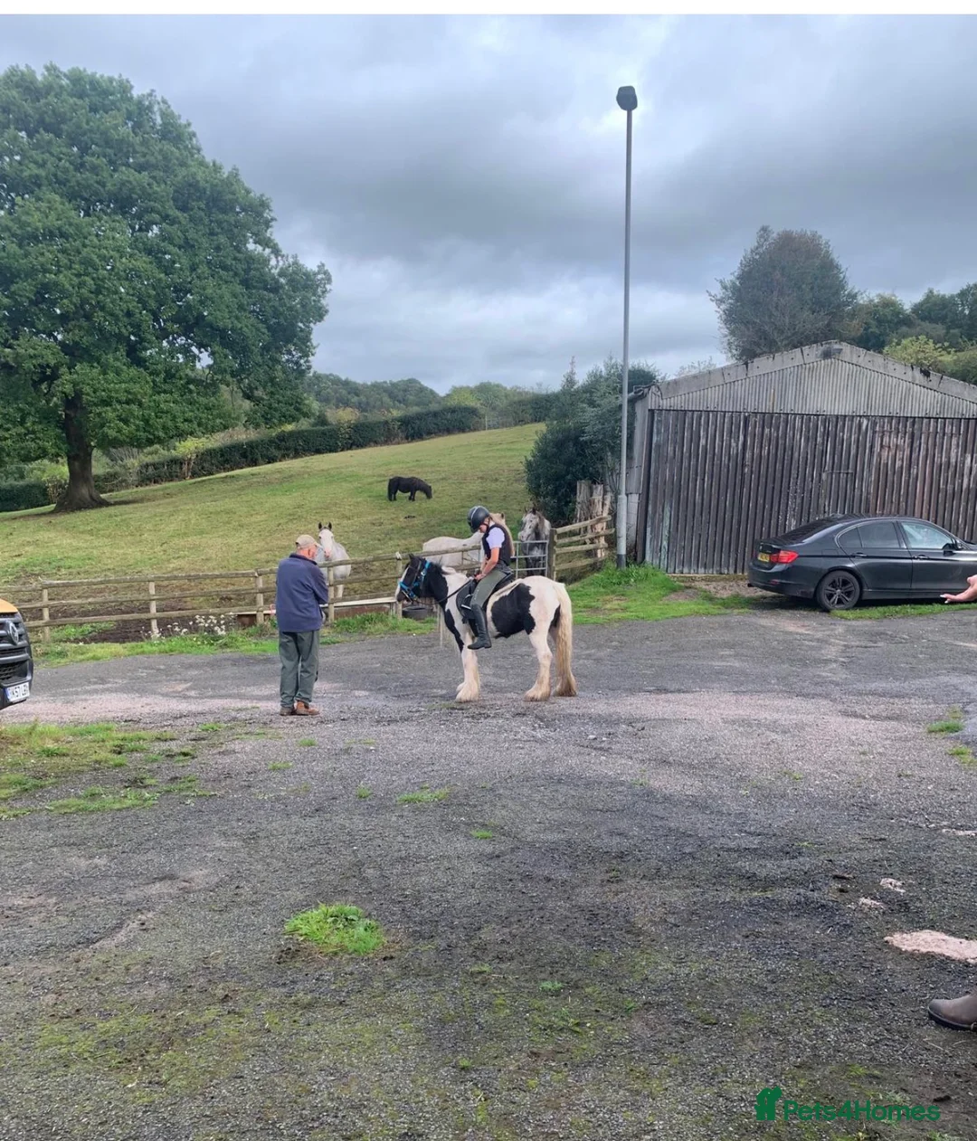 Irish Cob horses for sale: Baby girl  in Stoke-on-Trent - Advert 1