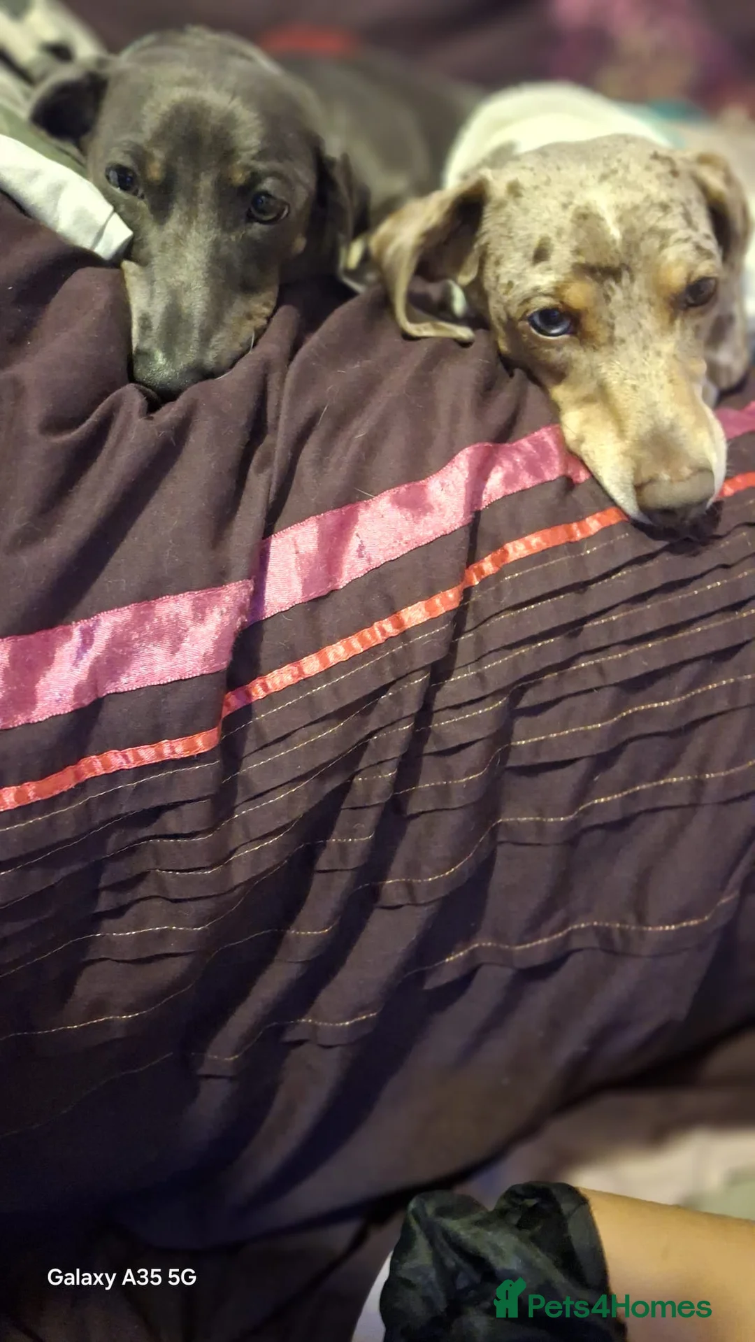 Dachshund dogs for stud: Blue eyed Merle dachshund  - Advert 3