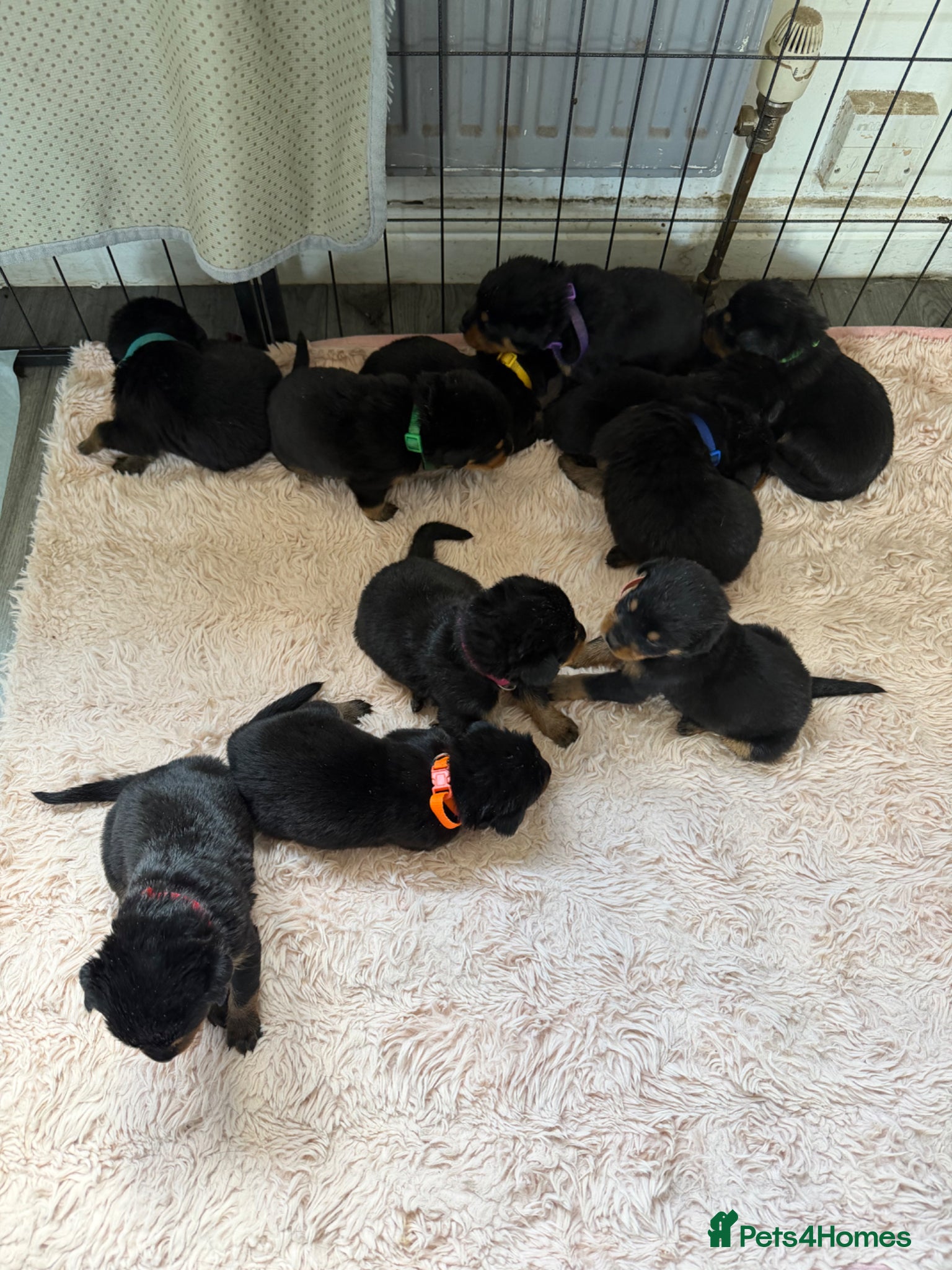 Rottweiler dogs 11 beautiful Rottweiler Puppies - Advert 1