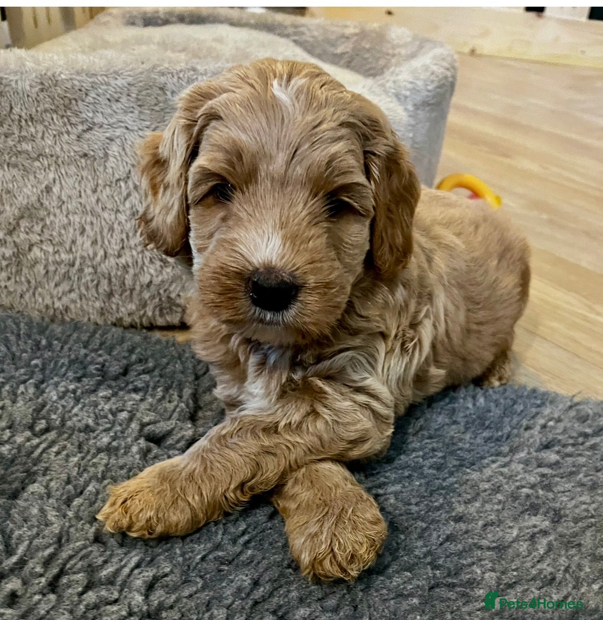 Australian Labradoodle dogs Multigen Australian Labradoodle - Advert 1