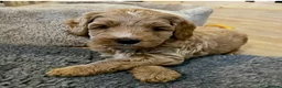Australian Labradoodle dogs for sale: Multigen Australian Labradoodle - Advert 10