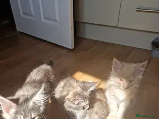 Maine Coon cats Gorgeous Pure tica reg mainecoon kittens - Advert 6