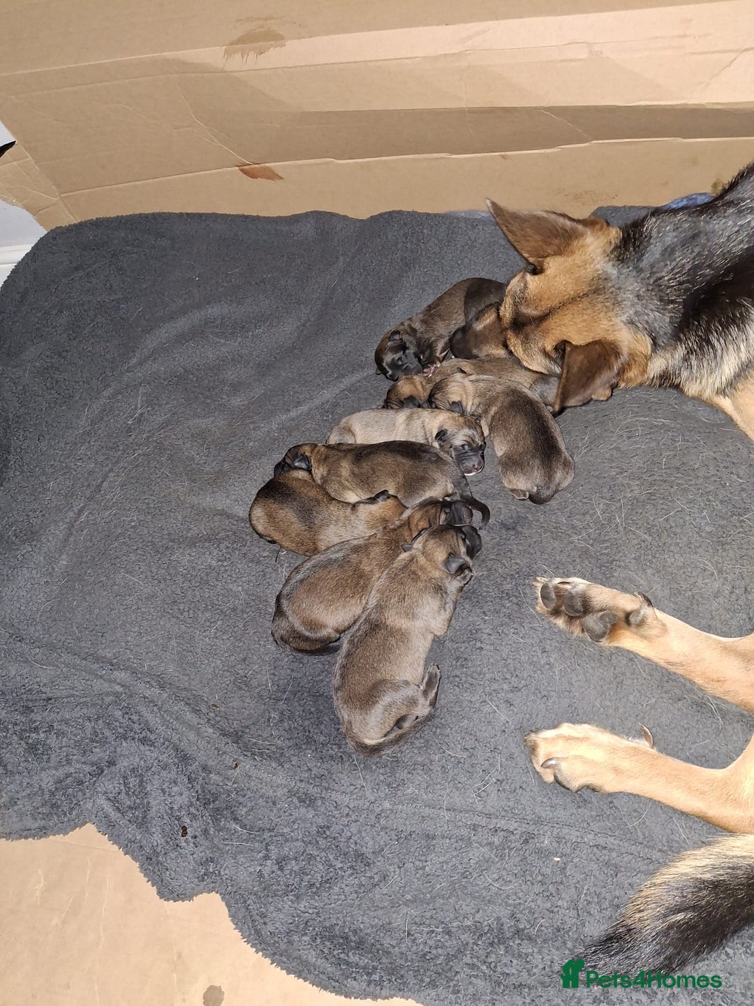 Belgian Shepherd Dog dogs for sale: German shepherd malinois cross - Advert 3