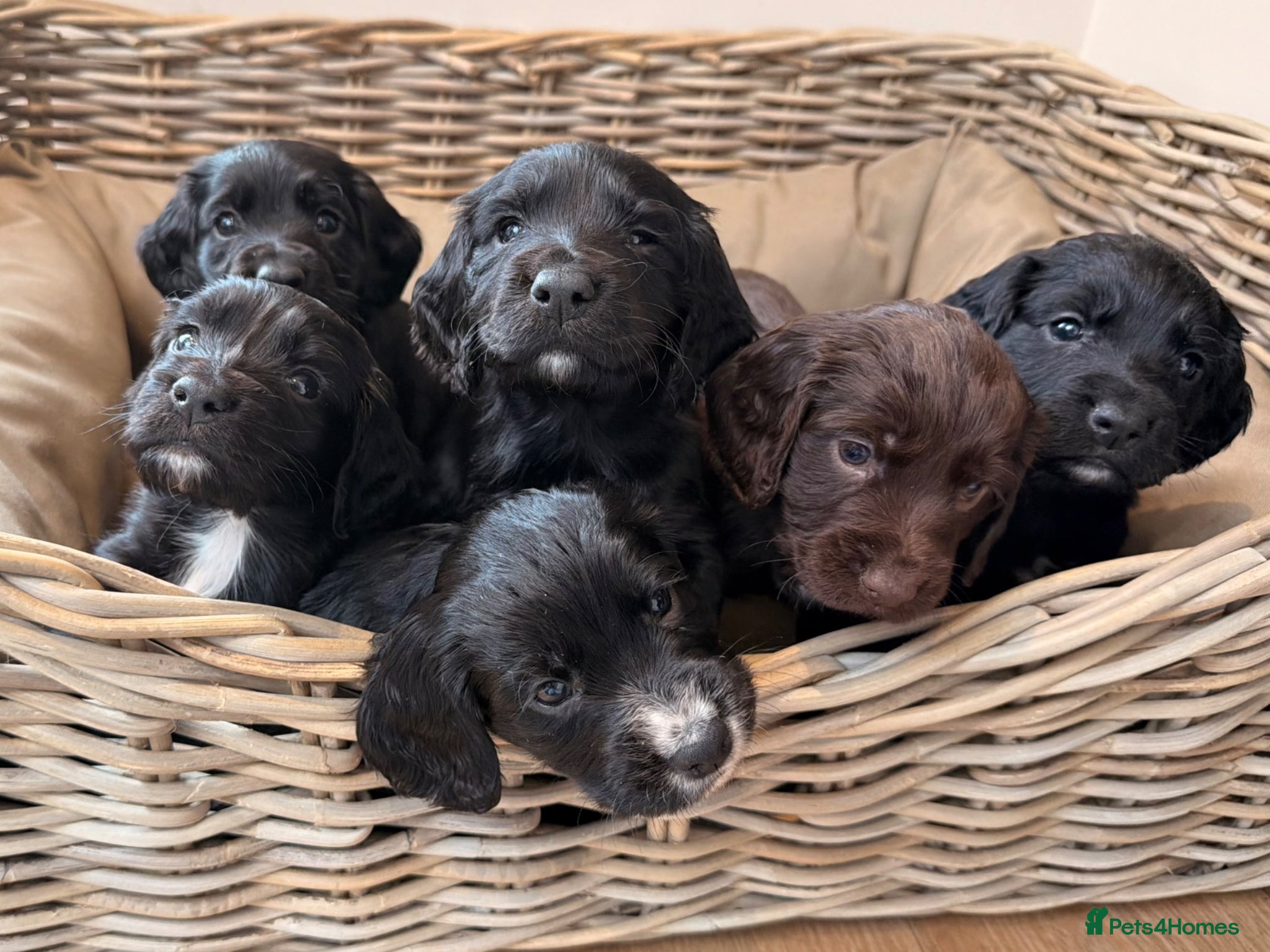 Cocker Spaniel dogs KC Registered Working Cocker Spaniel Puppies - Advert 13