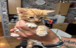 Bengal cats for sale: Bengal cross tabby kittens rare melanistic!!! - Image 11