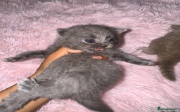 Brazilian Shorthair cats for sale: British shorthairs kittens - Image 12