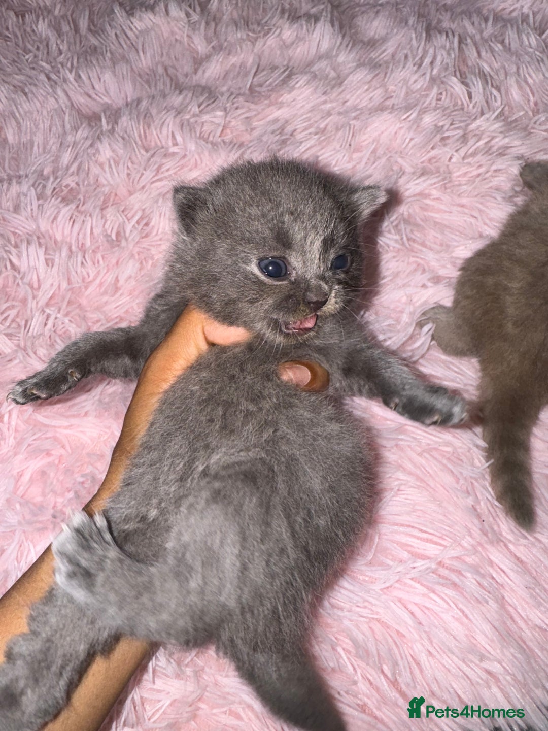 Brazilian Shorthair cats for sale: British shorthairs kittens - Image 12