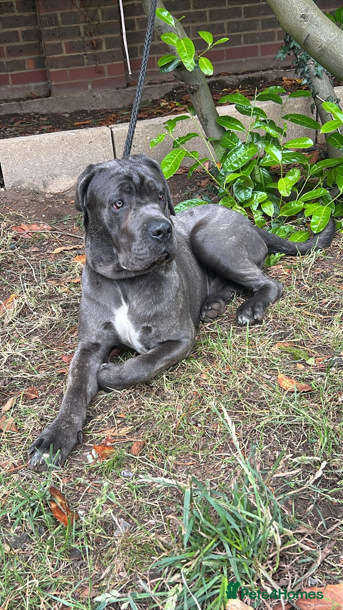 Cane Corso dogs Pure breed grey cane Corso fully vaccinated - Advert 8