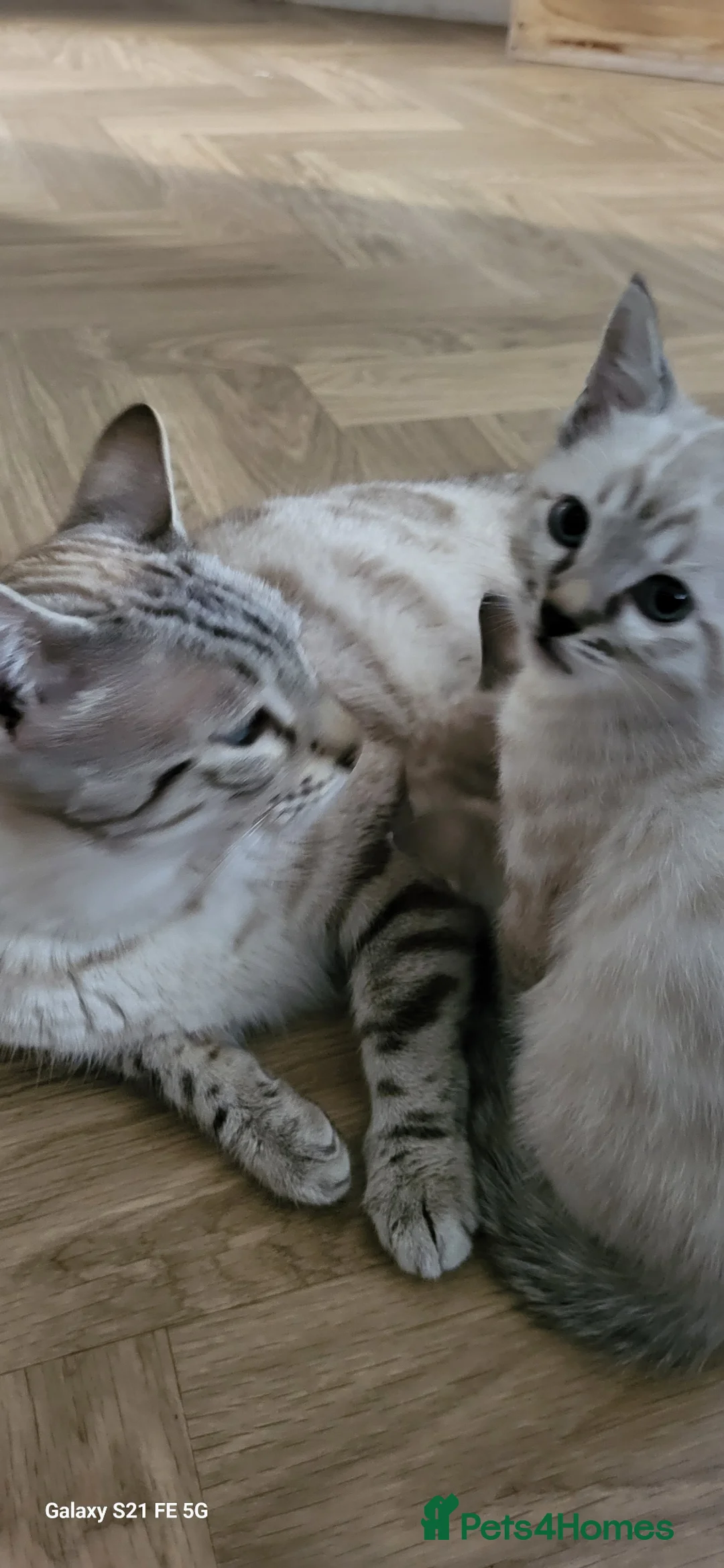 Bengal cats for sale: Bengal kittens  - Advert 2