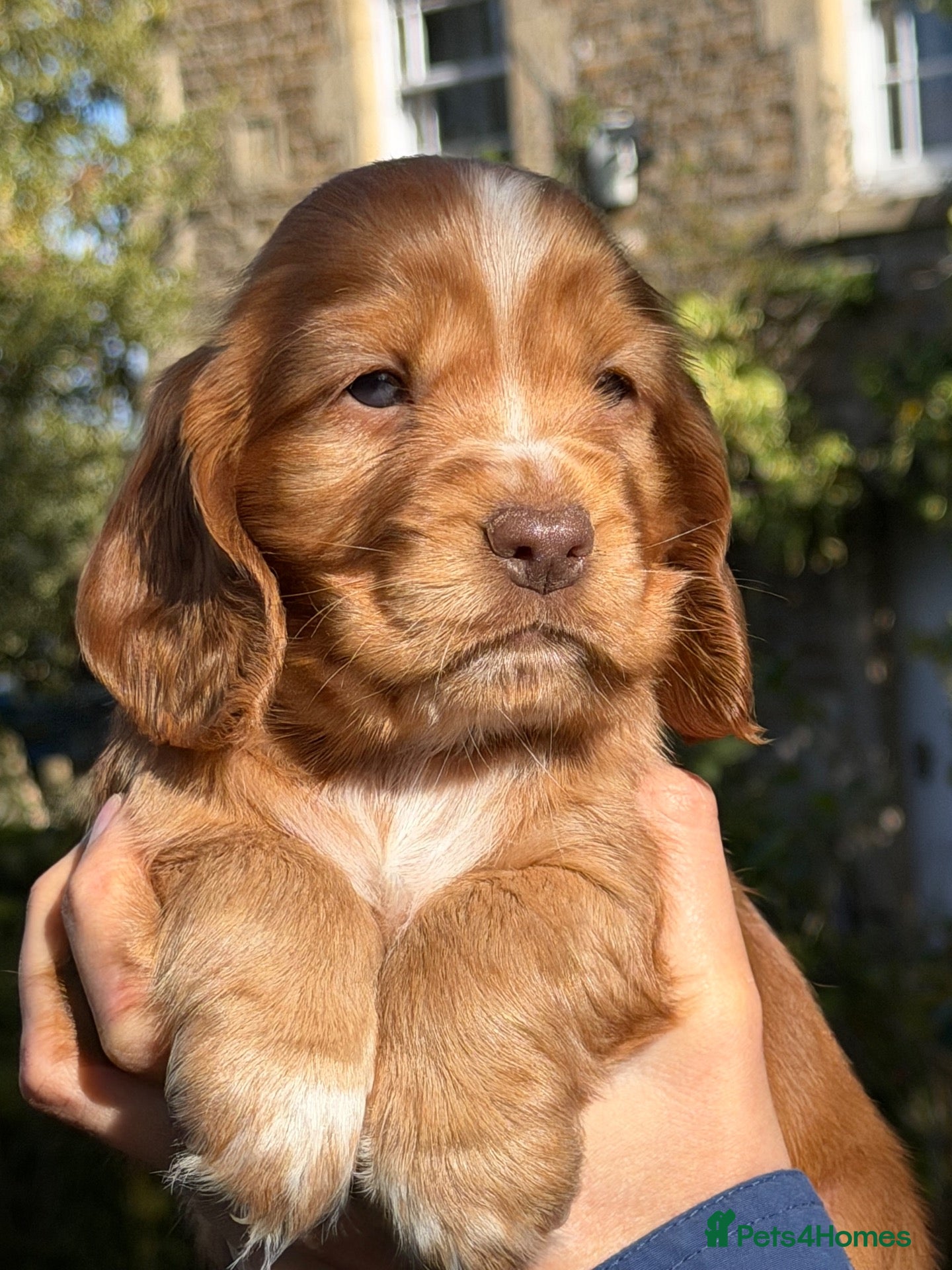 Cocker Spaniel dogs KC Reg Cocker Spaniel Pups Full DNA 5⭐️ Licensed  - Advert 3