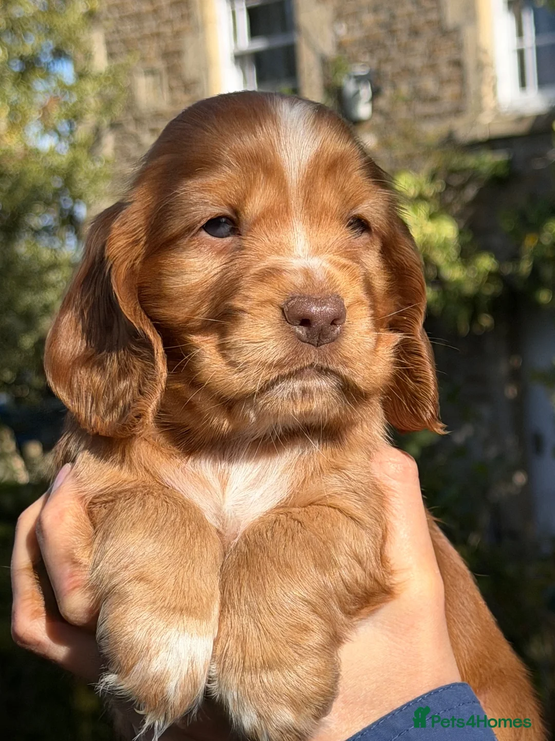 Cocker Spaniel dogs for sale: KC Reg Cocker Spaniel Pups Full DNA 5⭐️ Licensed  - Advert 1
