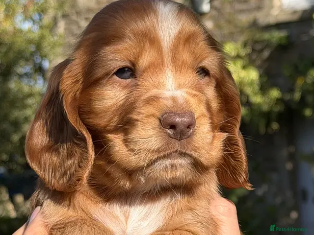Cocker Spaniel dogs KC Reg Cocker Spaniel Pups Full DNA 5⭐️ Licensed - Advert 7