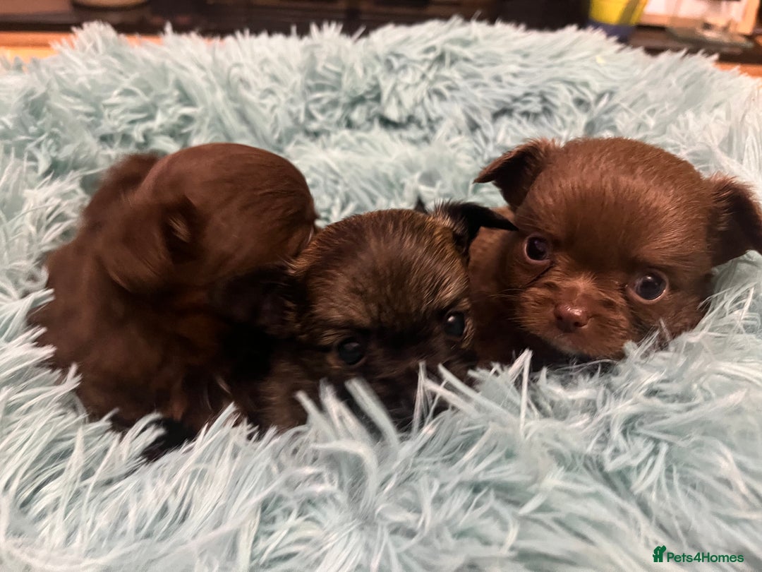 Chihuahua dogs for sale: 3 Gorgeous long coats boys - Advert 3