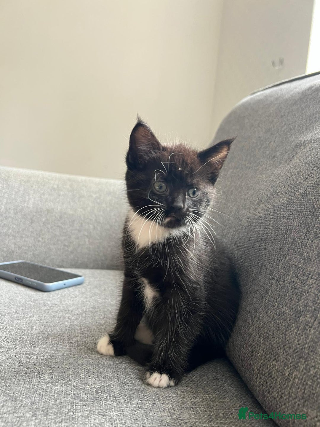 Maine Coon cats for sale: Little Half Main Coons - Advert 40