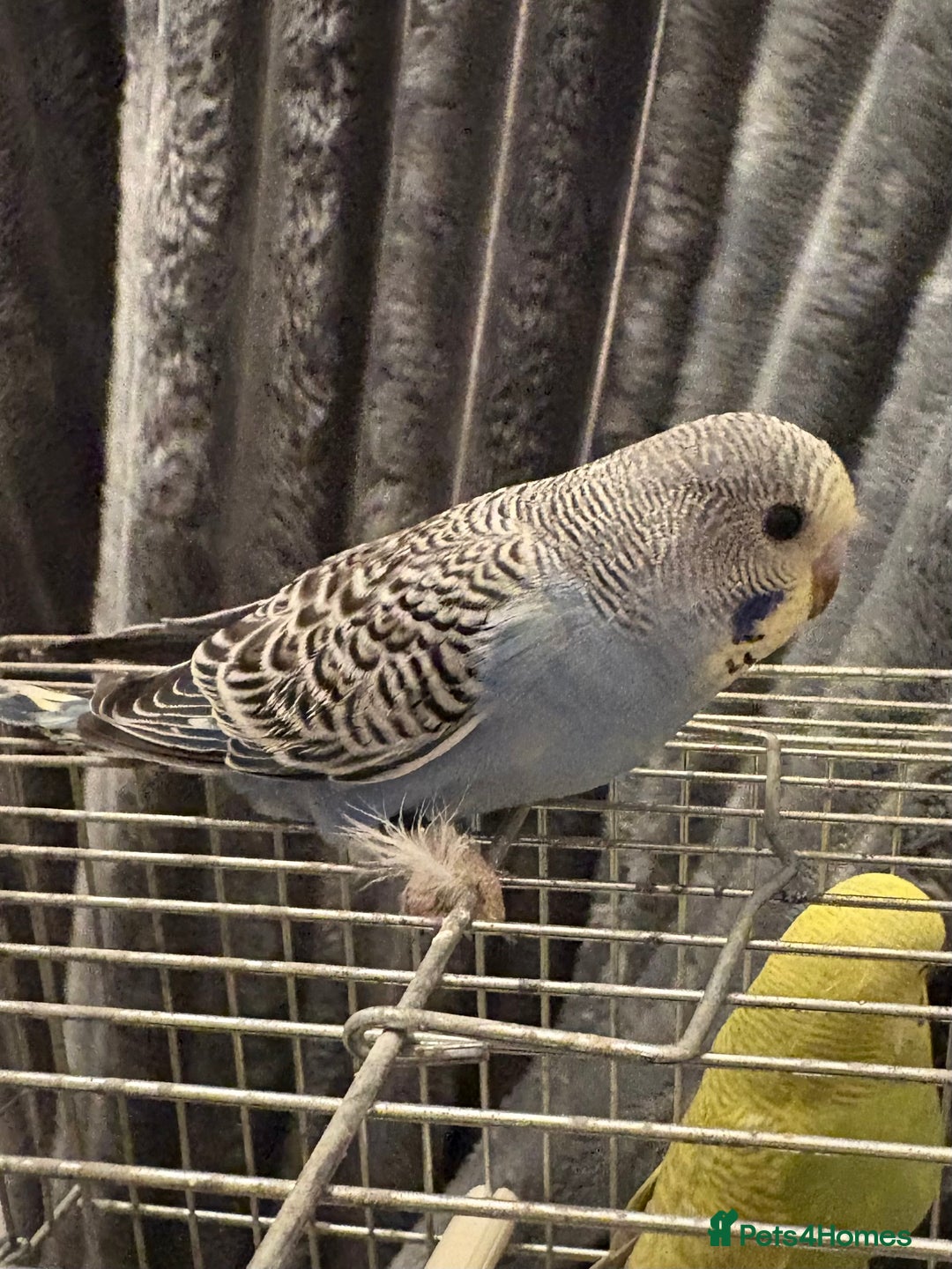 Budgerigars birds for sale: Young Budgies for sale  - Advert 12