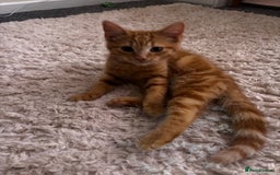 Mixed Breed cats for sale: 2 Beautiful moggys for sale  - Image 1