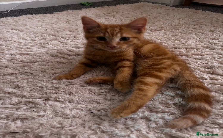 Mixed Breed cats - Advert 7