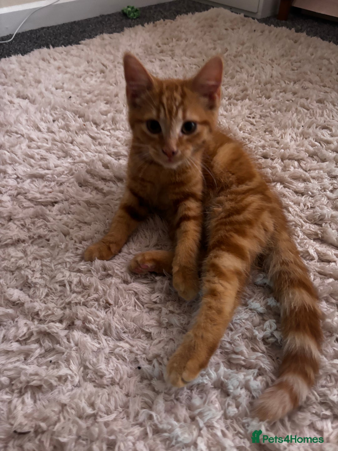 Mixed Breed cats for sale: 2 Beautiful moggys for sale  - Image 1