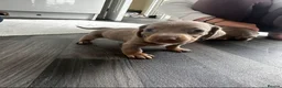 Miniature Dachshund dogs for sale: Kc Mini dachshund puppy’s  READY To LEAVE🐶🐶🐶 - Advert 14