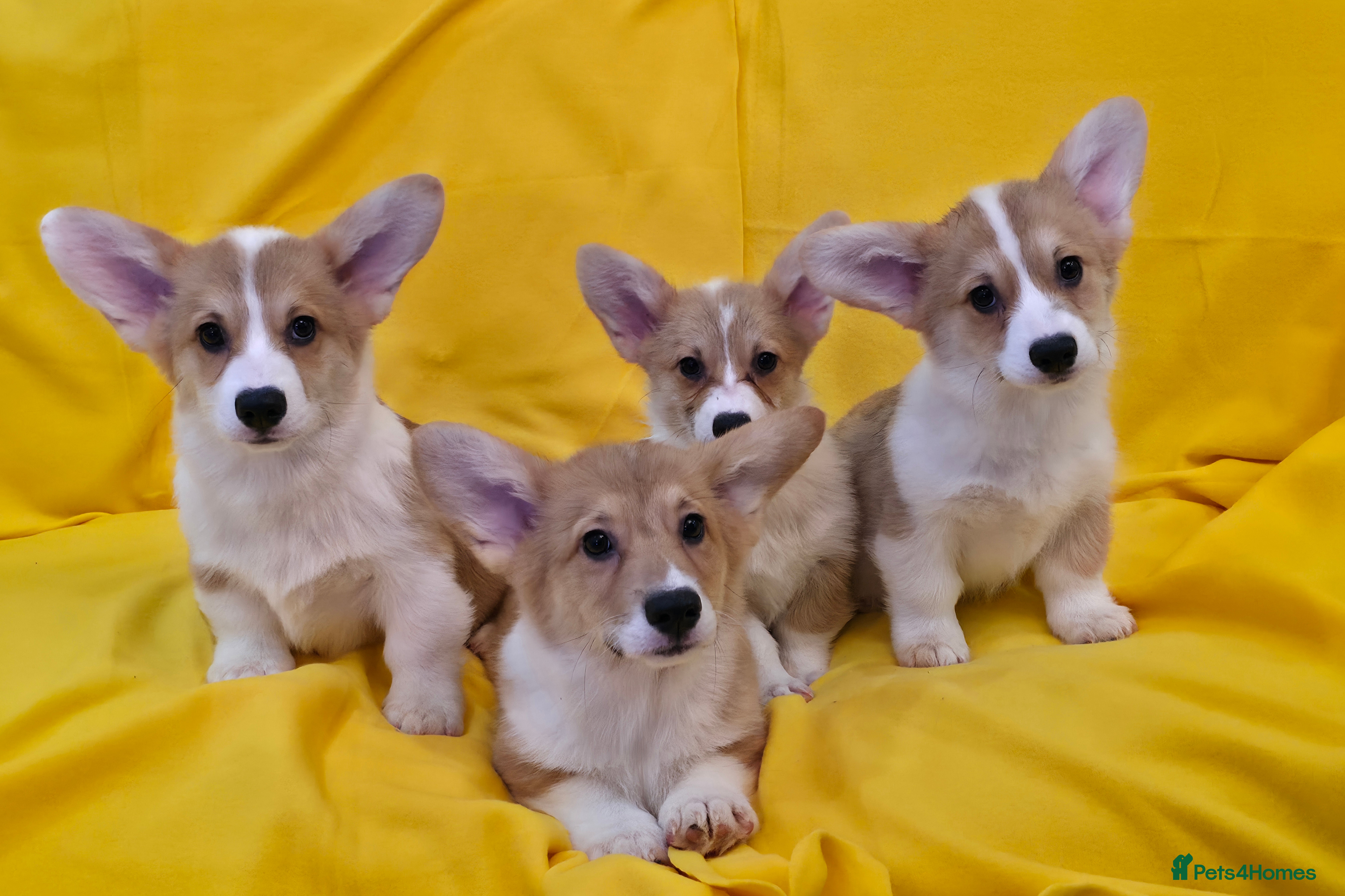 Welsh Corgi Pembroke dogs 33rd Gen KC Pembroke Corgi Pups - Advert 3