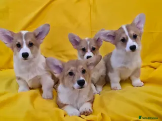 Welsh Corgi Pembroke dogs 33rd Gen KC Pembroke Corgi Pups - Advert 5