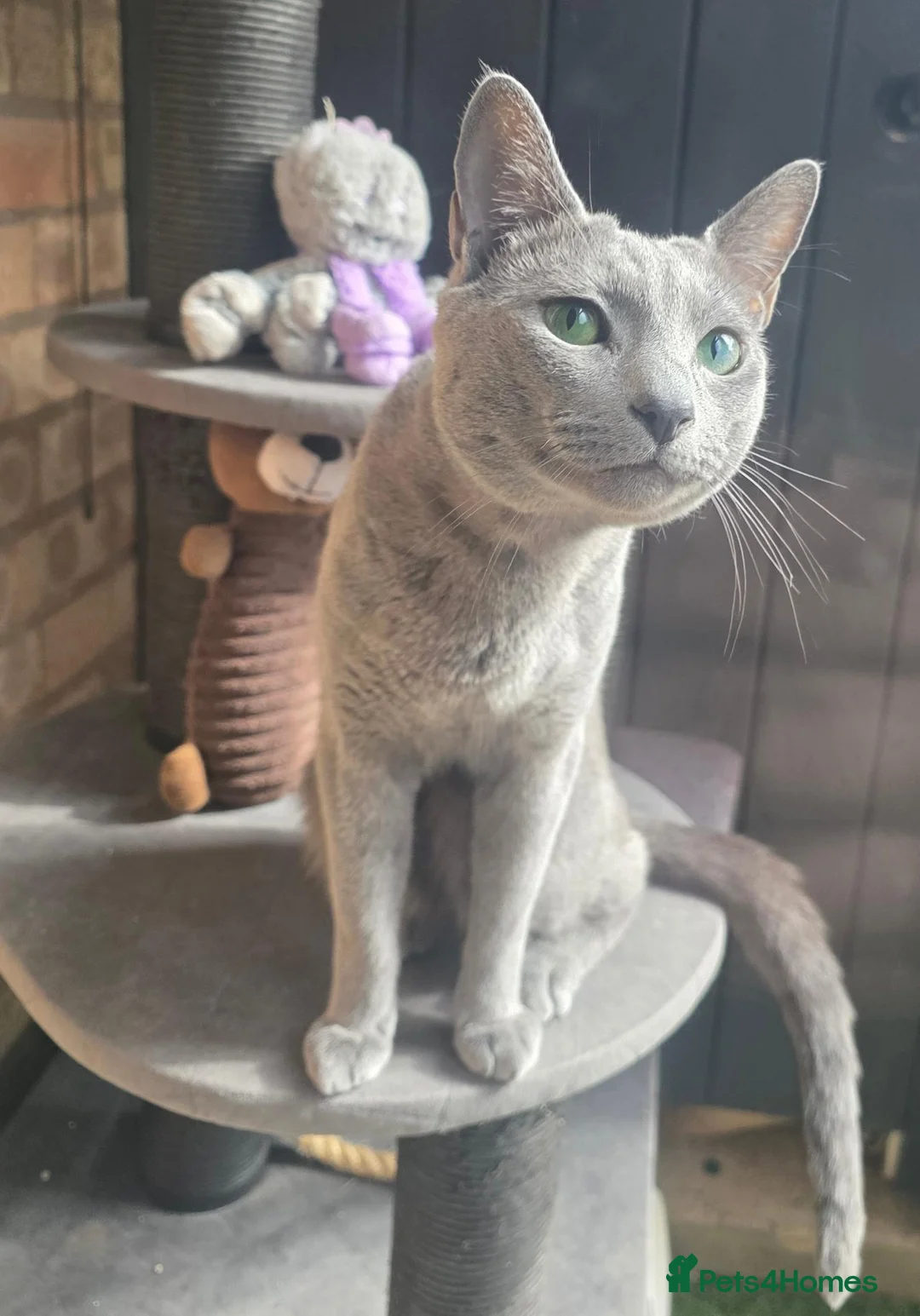 Russian Blue cats for sale: 🐾 All Kittens Reserved 🐾 - Advert 1
