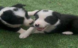 Border Collie dogs for sale: Beautiful border collie puppies❤️ - Image 9