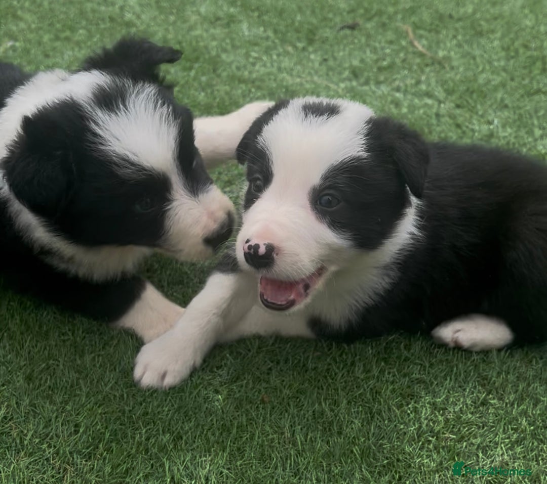 Border Collie dogs for sale: Beautiful border collie puppies❤️ - Image 9