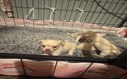 Chihuahua dogs for sale: Double chocolate platinum baby’s  - Image 9