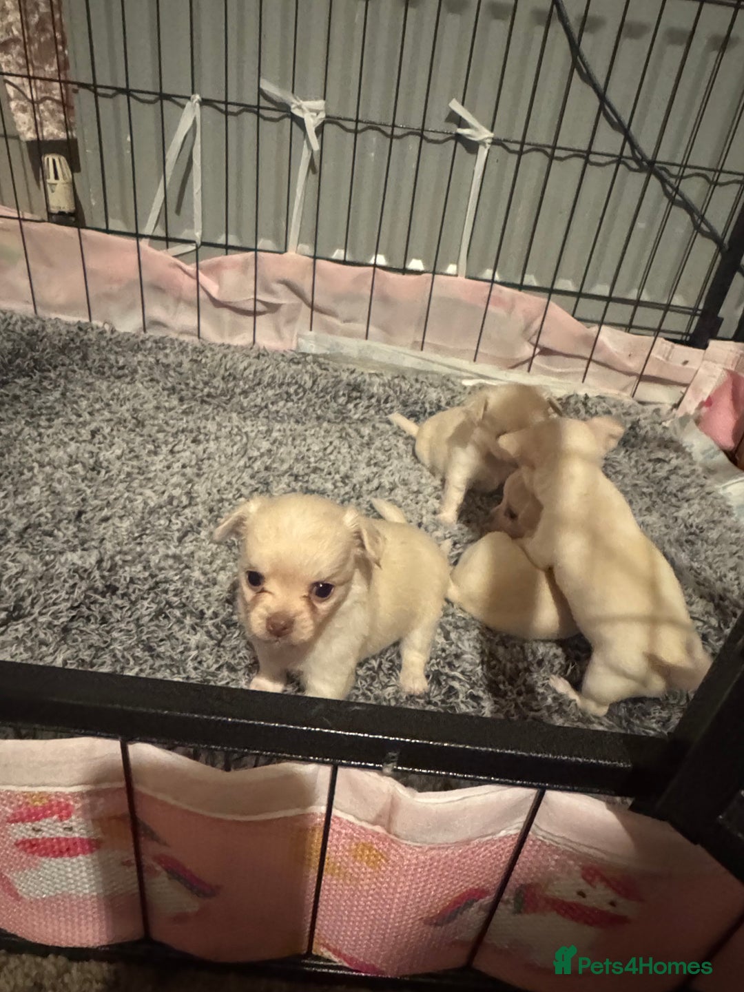 Chihuahua dogs for sale: Double chocolate platinum baby’s  - Image 9