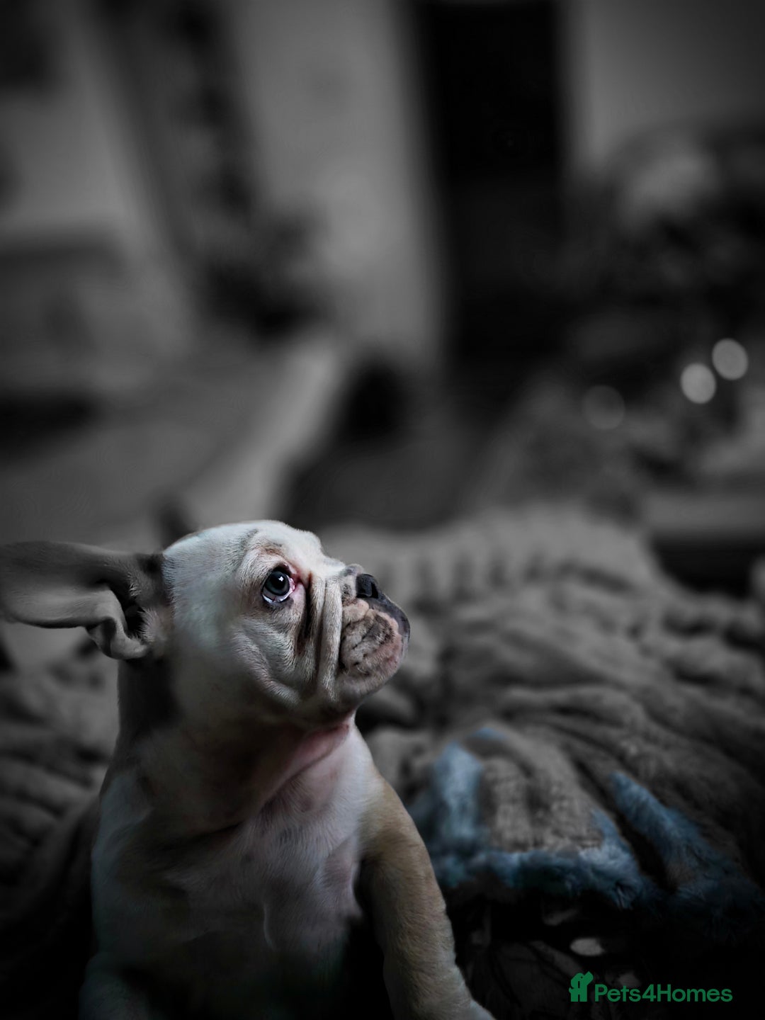 Mixed Breed dogs for sale: Mum frenchie dad English bulldog  - Image 4