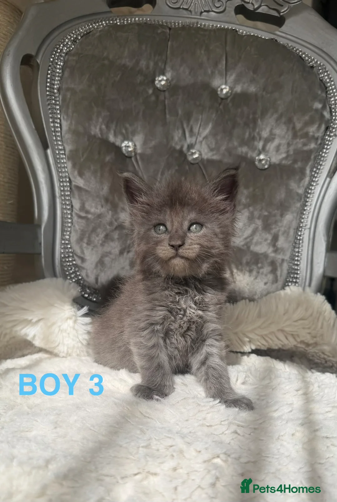 Maine Coon cats for sale: Only 2 left. SHOW QUALITY MAINE COON KITTENS  - Advert 36