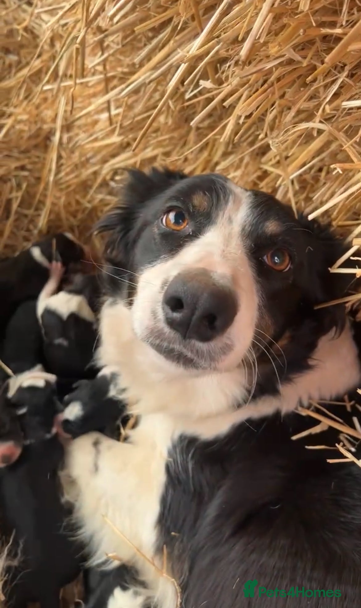 Border Collie dogs 8 Border Collie Puppies - Advert 6