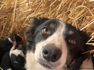 Border Collie dogs 8 Border Collie Puppies - Advert 1