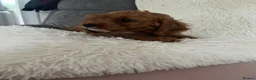 Cavapoo dogs for sale: Outstanding fox red cavapoo puppy - Advert 3