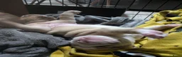 Olde English Bulldogge dogs for sale: Impeccable olde English bulldog  - Advert 20
