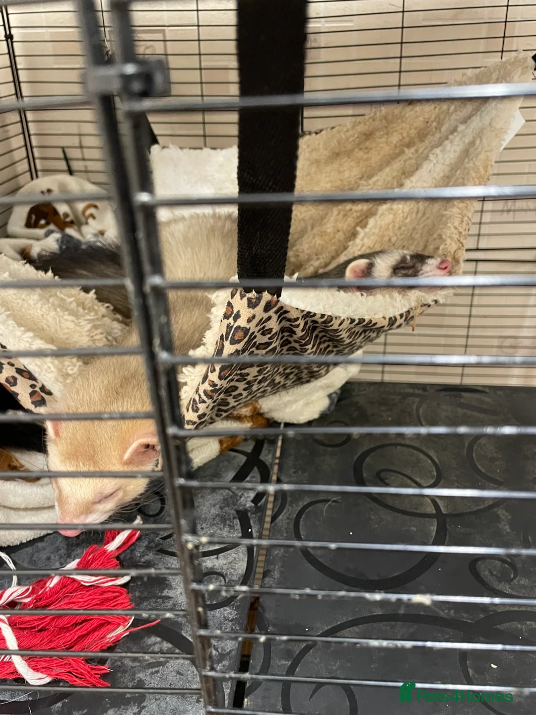 Ferret rodents for sale: Two gorgeous male ferret brothers for sale - Advert 10