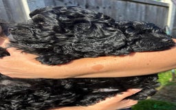 Cavapoo dogs for sale: Stunning premium F1 Cavapoos 🥰 DNR tested parents - Image 15