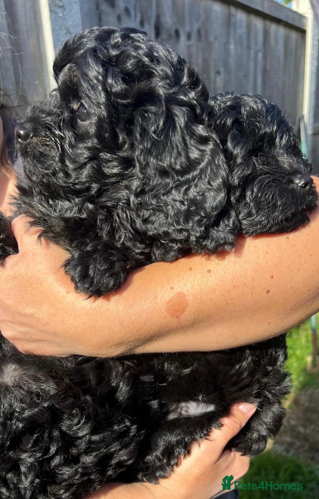 Cavapoo dogs for sale: Stunning premium F1 Cavapoos 🥰 DNR tested parents - Image 15