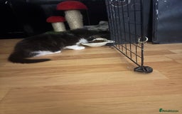 Mixed Breed cats for sale: 4 Male and 2 female kittens - Image 2