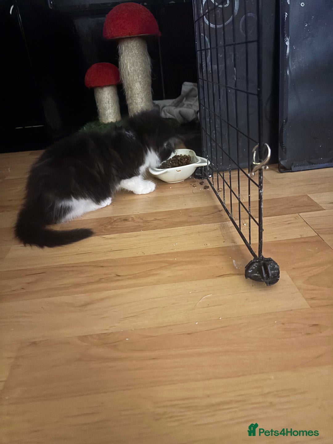 Mixed Breed cats for sale: 4 Male and 2 female kittens - Image 2