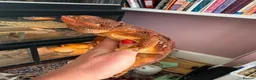 Bearded Dragon reptiles for sale: Stunning adult bearded dragons  - Advert 9