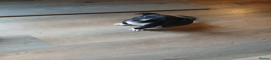 American Bull Staffy Puppy 2