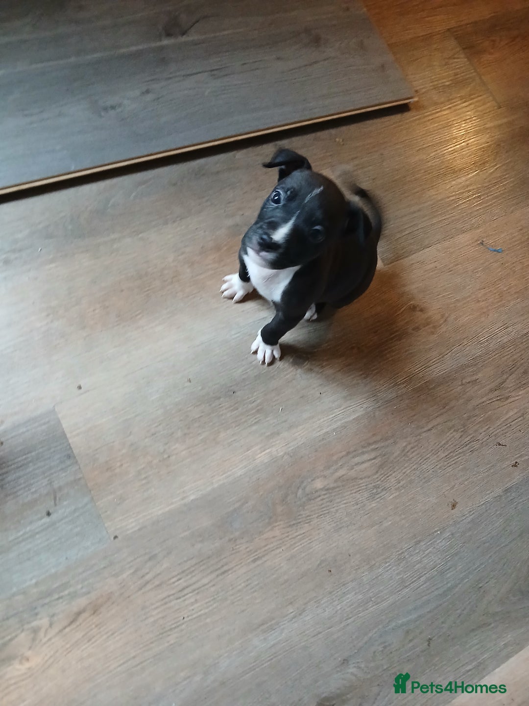 American Bull Staffy dogs for sale: Puppies  - Advert 3