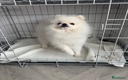 Pomeranian dogs for sale: Male 9 Month Old Miniature Pomeranian  - Image 3