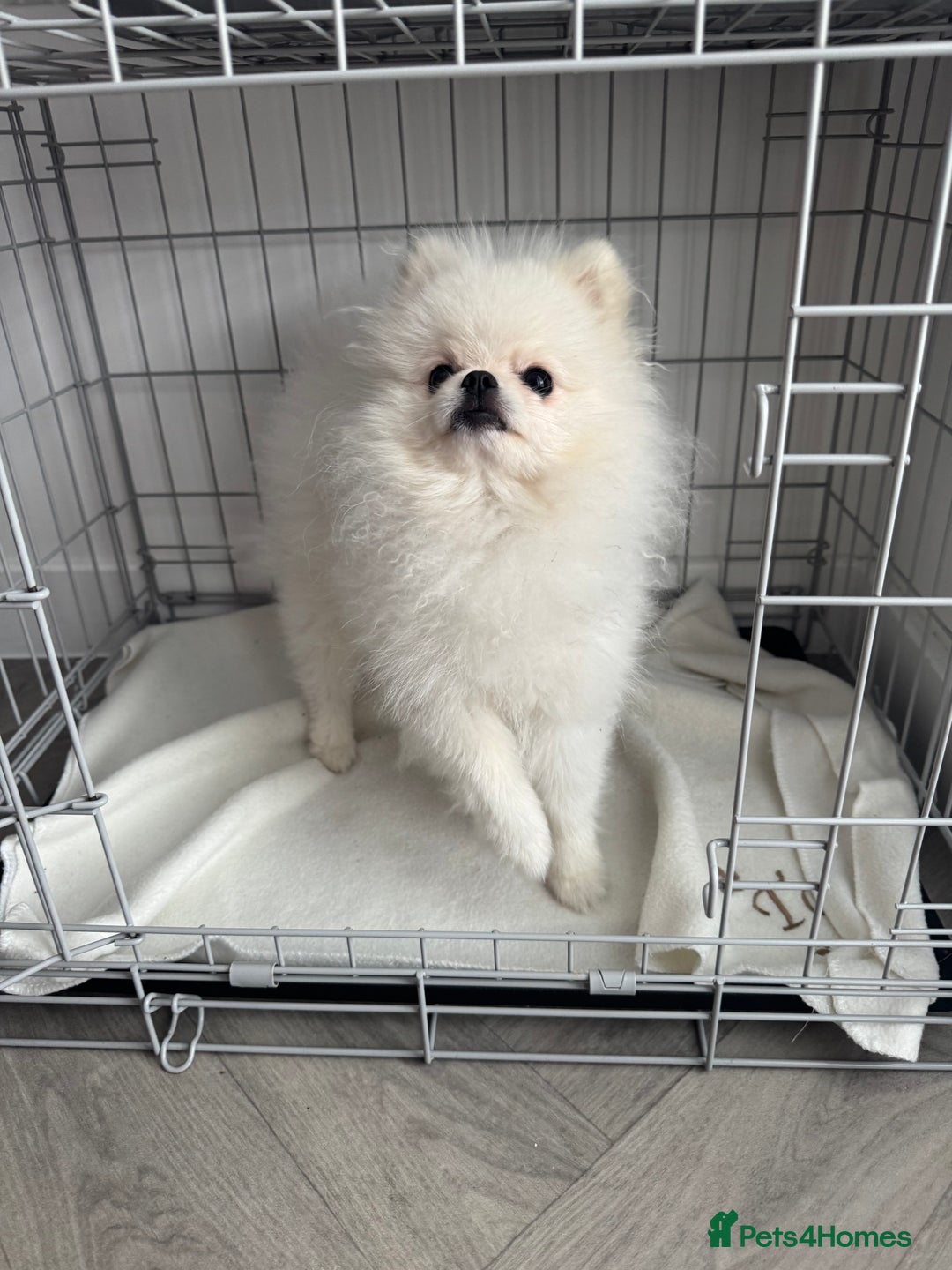 Pomeranian dogs for sale: Male 9 Month Old Miniature Pomeranian  - Image 3