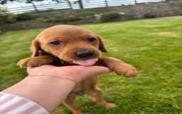 Labrador Retriever dogs for sale: Stunning, KC registered, Fox Red Labrador puppies. - Image 24