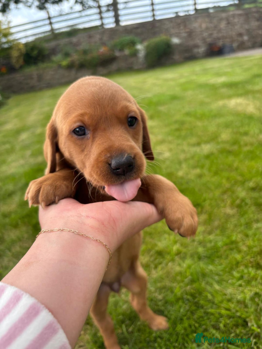 Labrador Retriever dogs for sale: Stunning, KC registered, Fox Red Labrador puppies. - Image 24