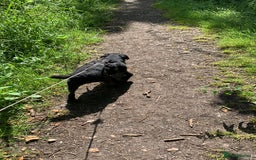 Patterdale Terrier dogs for sale: Patterdale  - Image 2